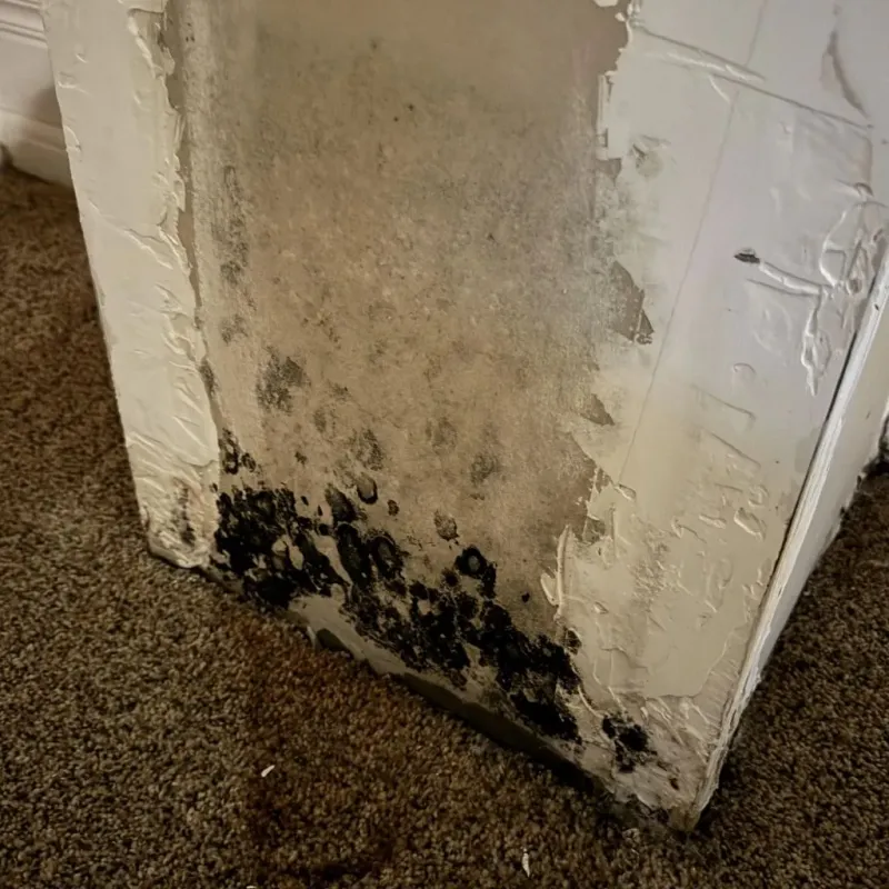 Professional Mold Removal in Batesville, IN